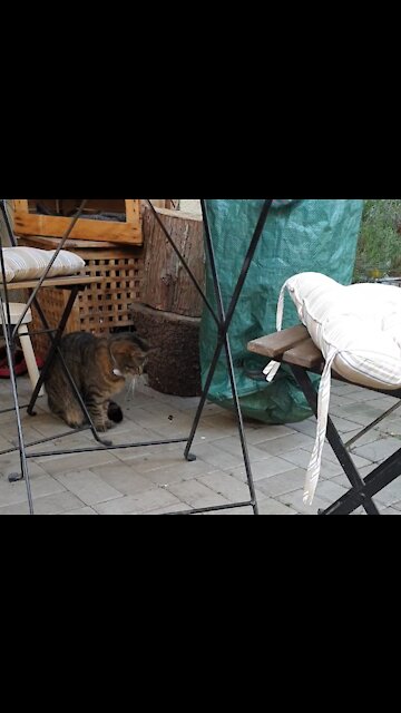 Bumblebee saying hello to Cat