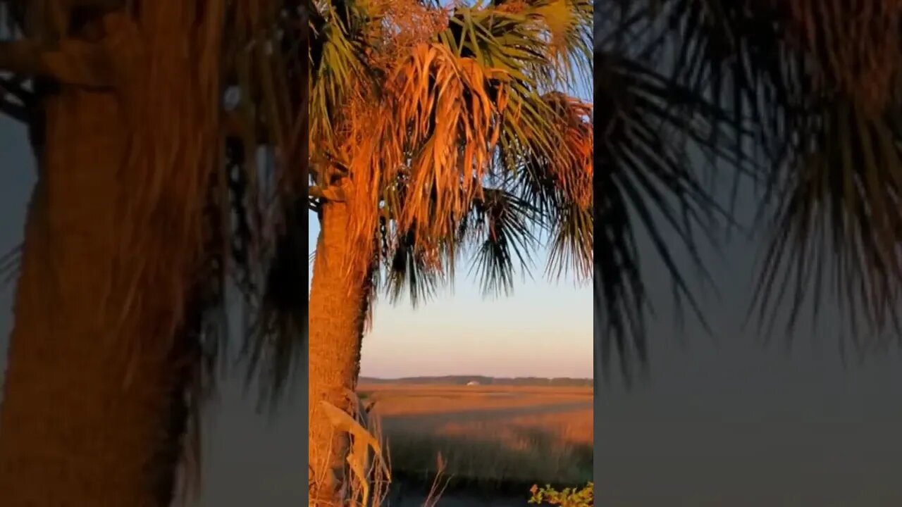 Palm Tree Sunrise Time-Lapse #shorts