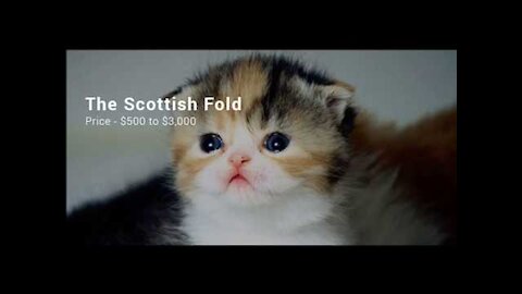 Most Expensive Cats in the World