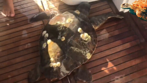 Removing barnacles from helpless Sea turtles!!
