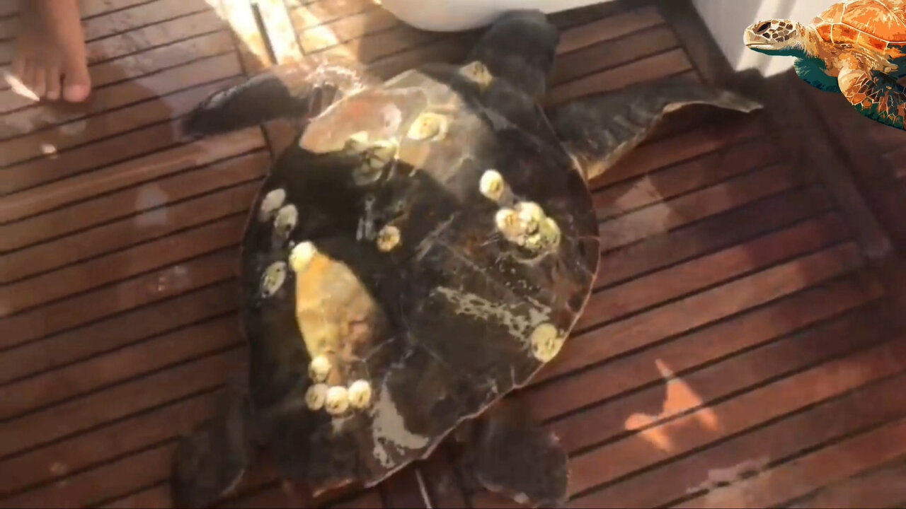 Removing barnacles from helpless Sea turtles!!