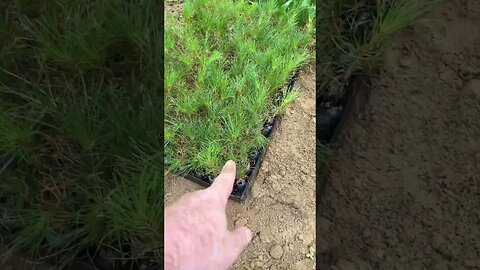 Moving some Red Pines to get ready to winter them