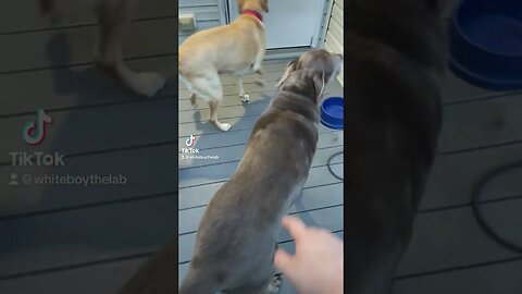 2 spider 2 man #dog #slug #funnyshorts #funny #sluglife #dogshorts #puppy #funnydog #shorts