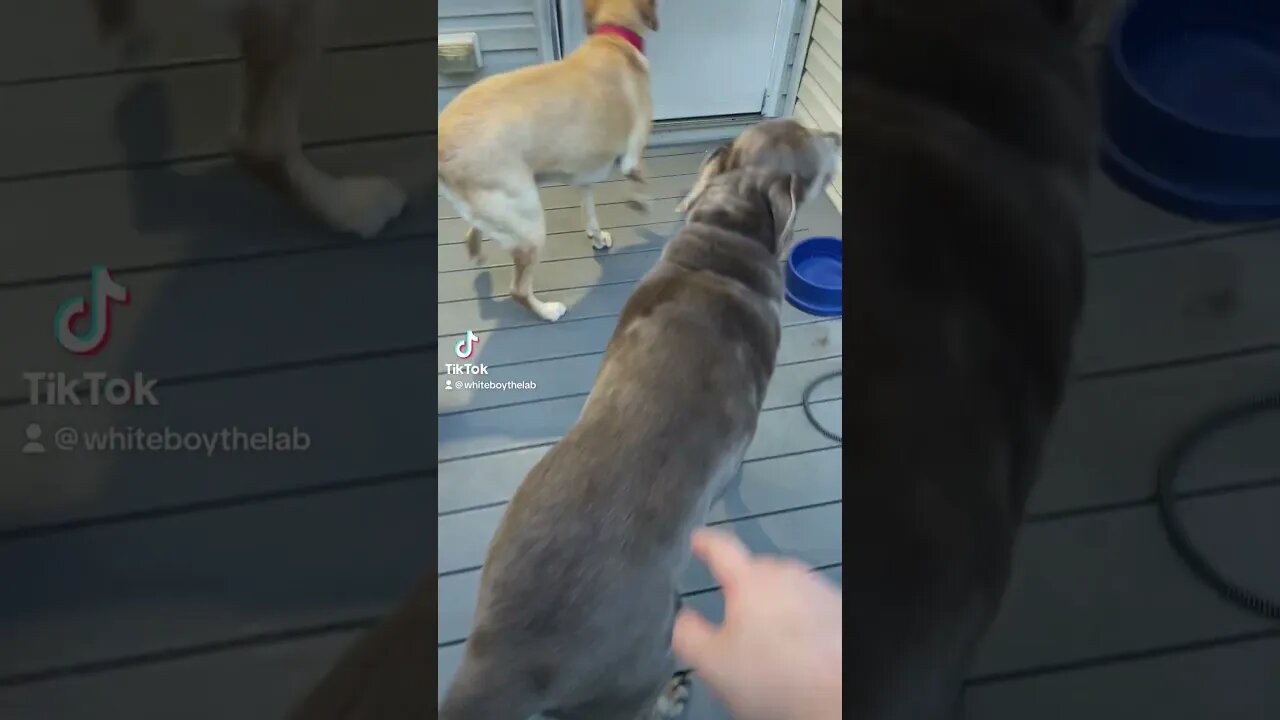 2 spider 2 man #dog #slug #funnyshorts #funny #sluglife #dogshorts #puppy #funnydog #shorts