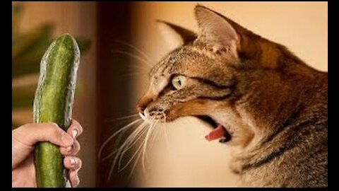 cats vs cucumber :)
