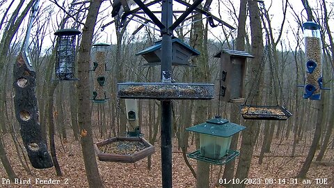 Coopers hawk hunting on PA Bird Feeder 2 1/10/2023