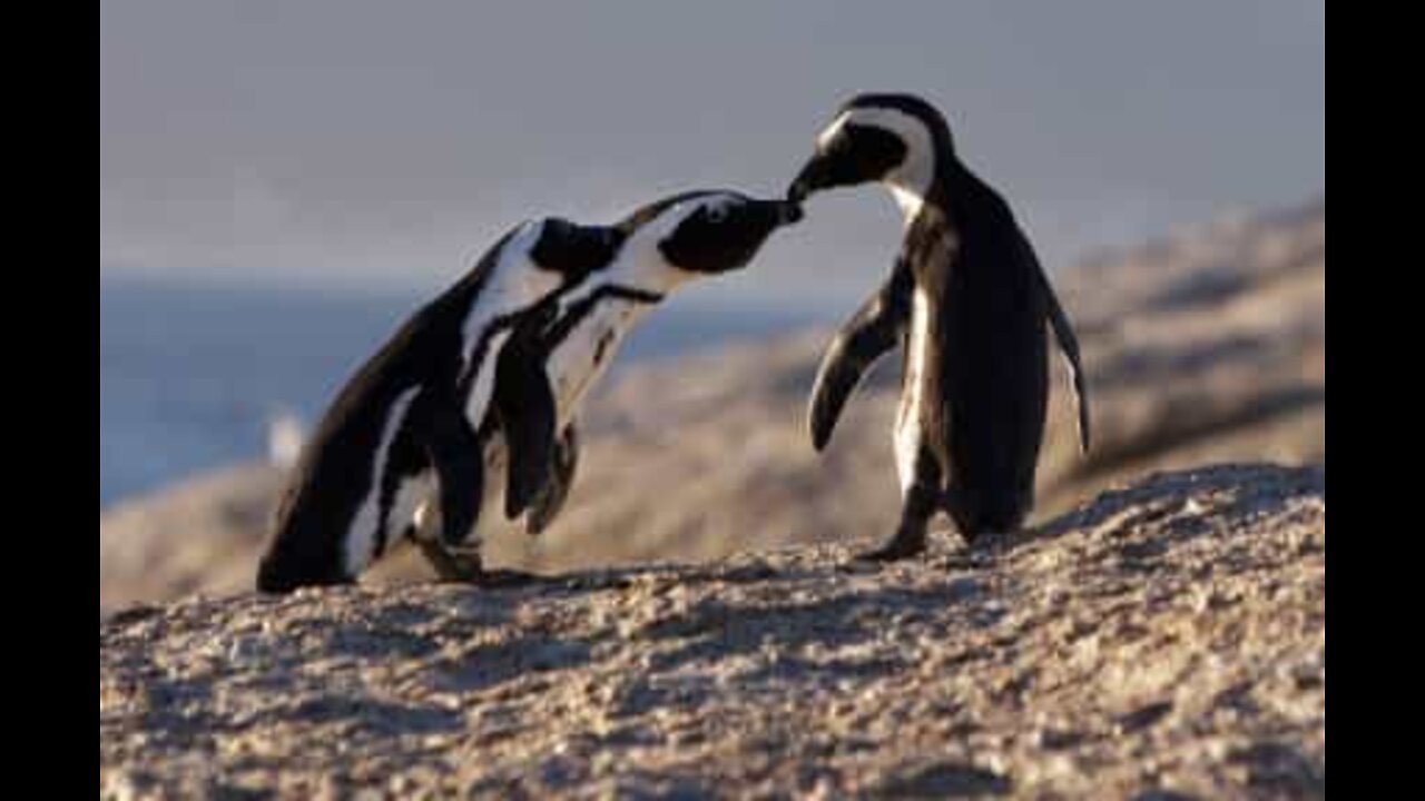 なぜペンギンがかわいいのかを知る