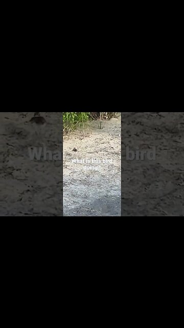 What is this bird doing? Injured? Can’t fly? Laying eggs? Being weird? Comment below if you know.