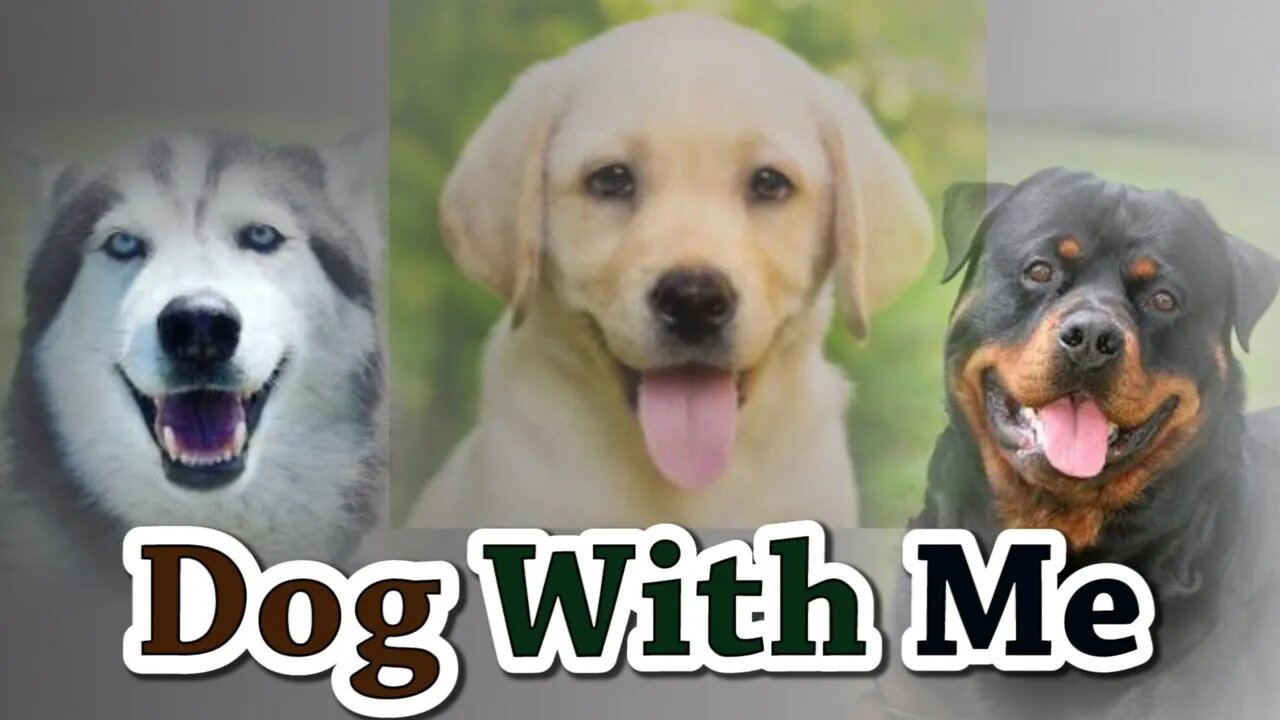 Dogs with me #doglover