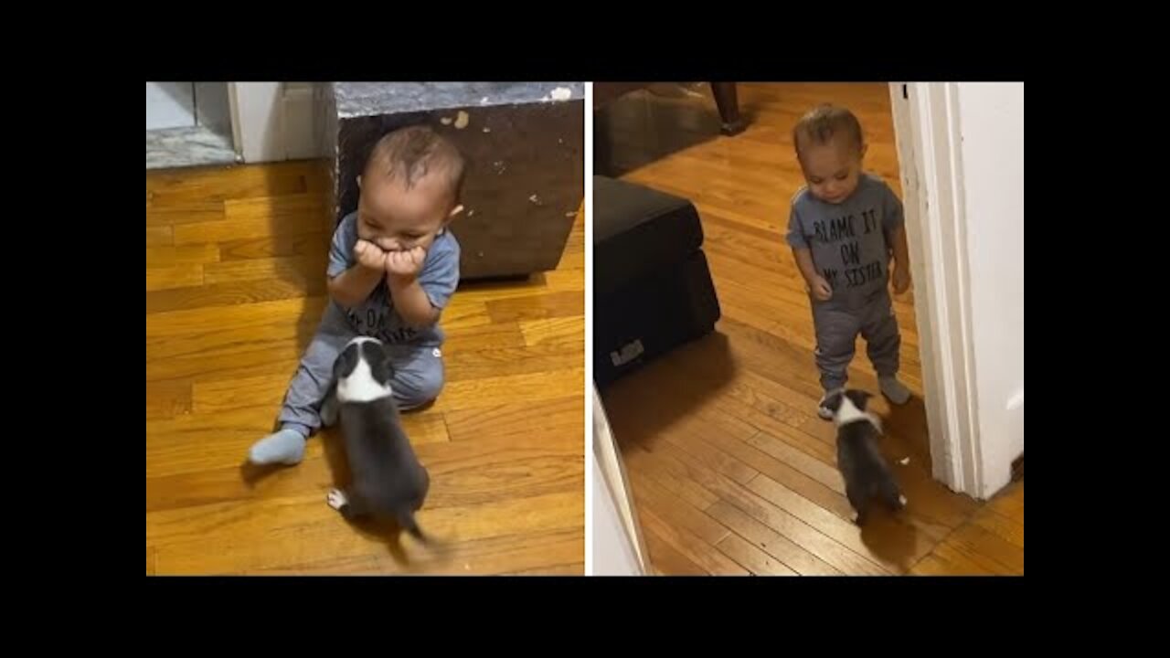 Baby has adorable reaction to new puppy addition