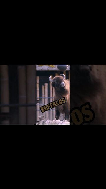 Why Are Lions Social Animals While Most Felines Are Solitary?