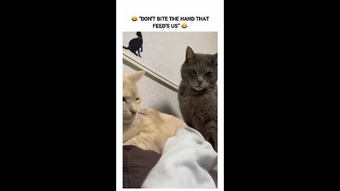 Funny animals and enjoy with funny animals