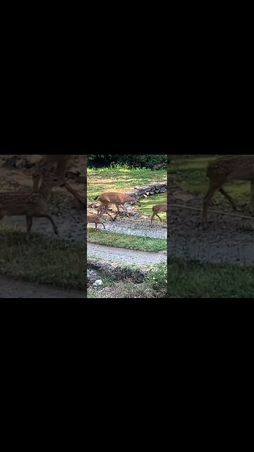 Did the deer survive follow up. Super cute deer 🦌 family, baby deer Bambi