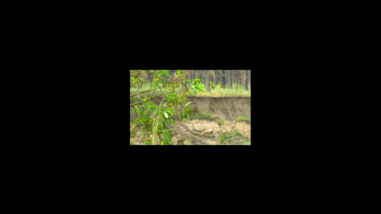 tiger in nepal