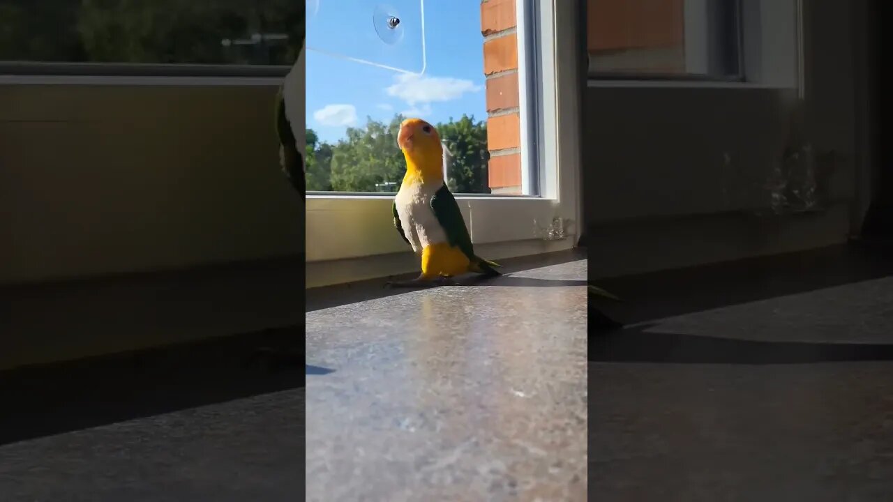 What a ramp walk 😂😂 l #shorts l #caiqueparrots l @BikisAviary
