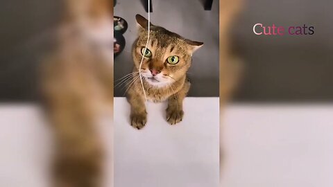 Funny Animal prank video