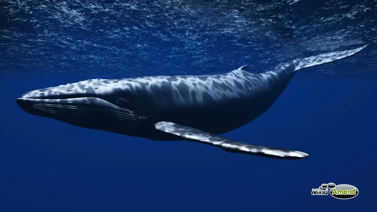 Underwater Whale Sounds Full 60 Minute Ambient Soundscape