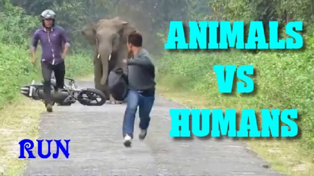 - Animal vs. Human: The Funniest Compilation