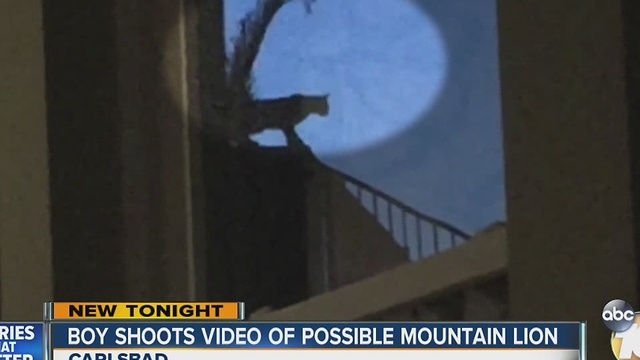Boy shoots video of possible mountain lion