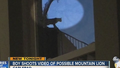 Boy shoots video of possible mountain lion