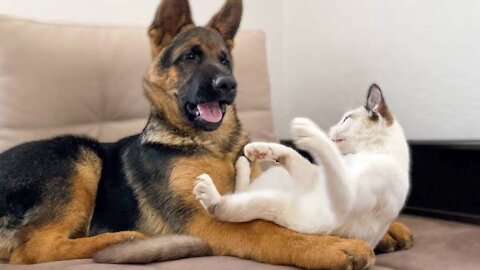 German Shepherd Puppy and Kitten Playing [TRY NOT TO LAUGH]