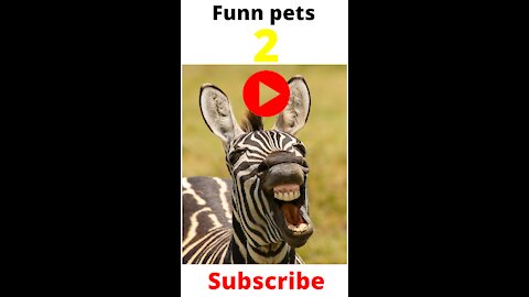 Funny pets 2