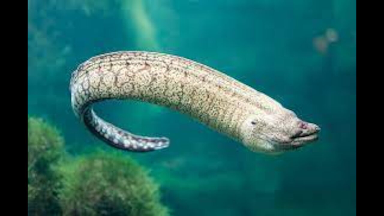 Eels Fight After TresPassing the Boundary