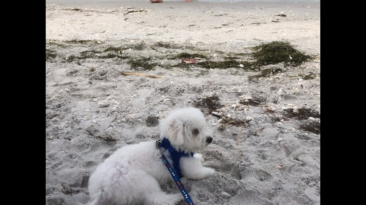 Playing at Boca Grande Beach