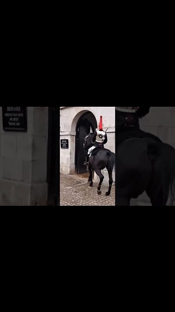 horse freaks out walks backwards #horseguardsparade