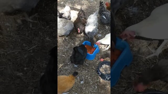 Chickens like fresh tomatoes, but will settle for canned maters. #chickens #tomatoes