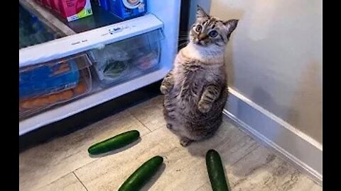 Funniest Cats