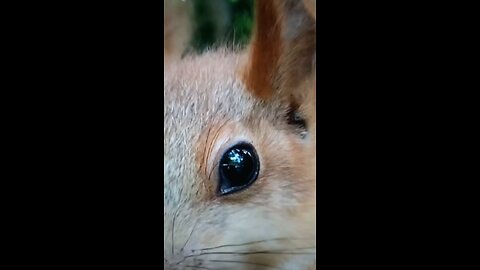 Red Squirrels like Fire Balls!