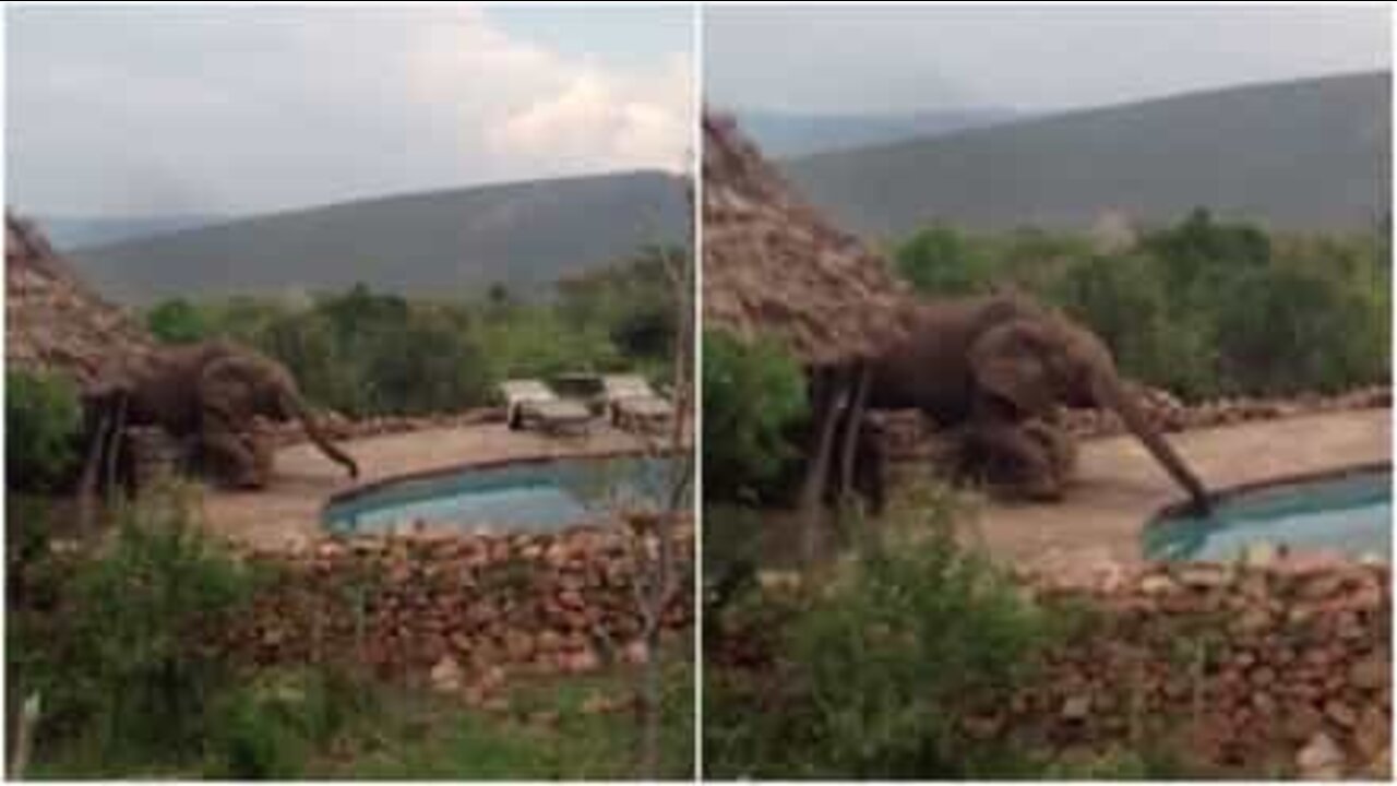 Elephant sneaks into hotel to drink water from the pool