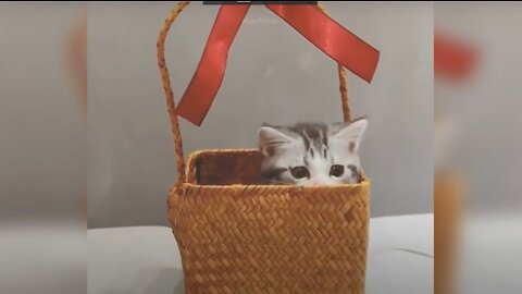 Baby Cats - Cute and Funny Cat Videos Compilation #19