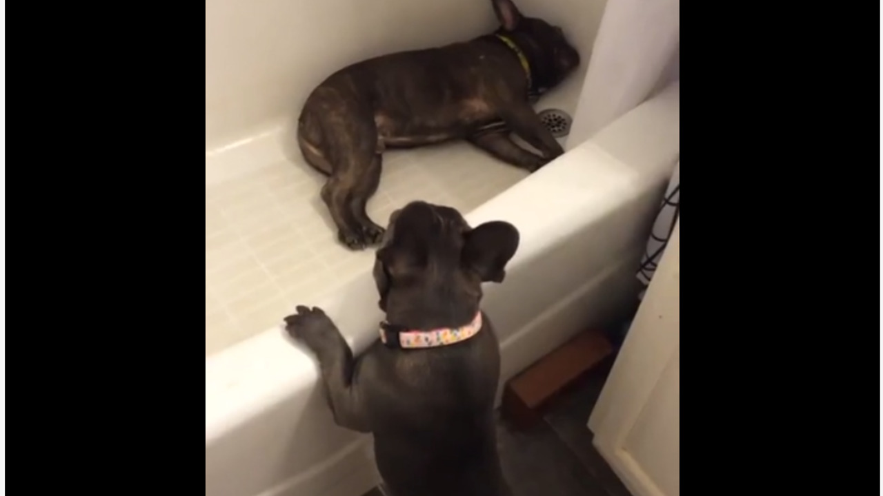 French Bulldog Uses Bathtub To Hide From Annoying Puppy