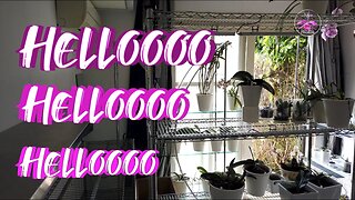 Indoor Grow Space Orchids UPDATE May 2023 #ninjaorchids