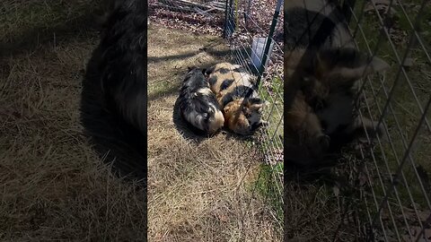 The pigs are sun bathing today☀️ #kunekune #farmlife #sunny #spring #fy #fyp #smallfarm