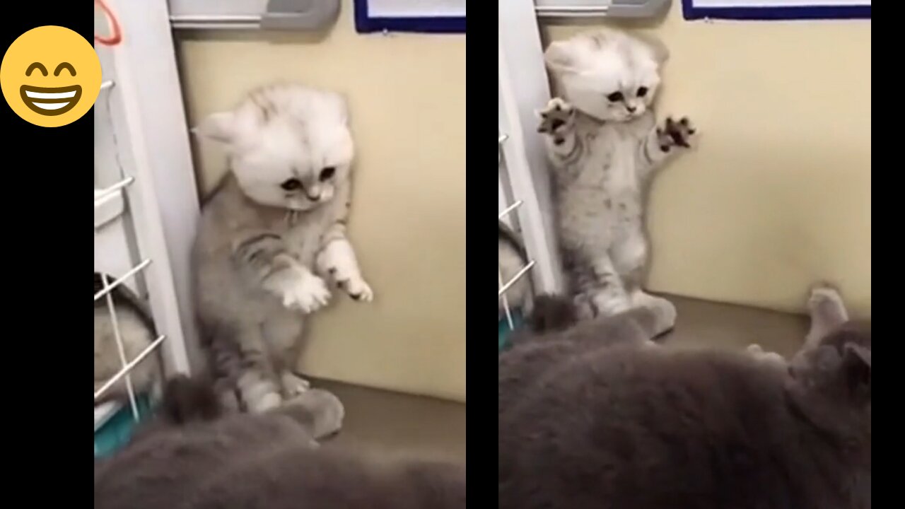 Cats are super funny creatures that make us laugh - Funny cat & kitten compilation