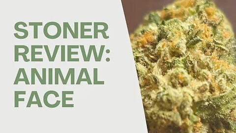 Strain Review: Animal Face