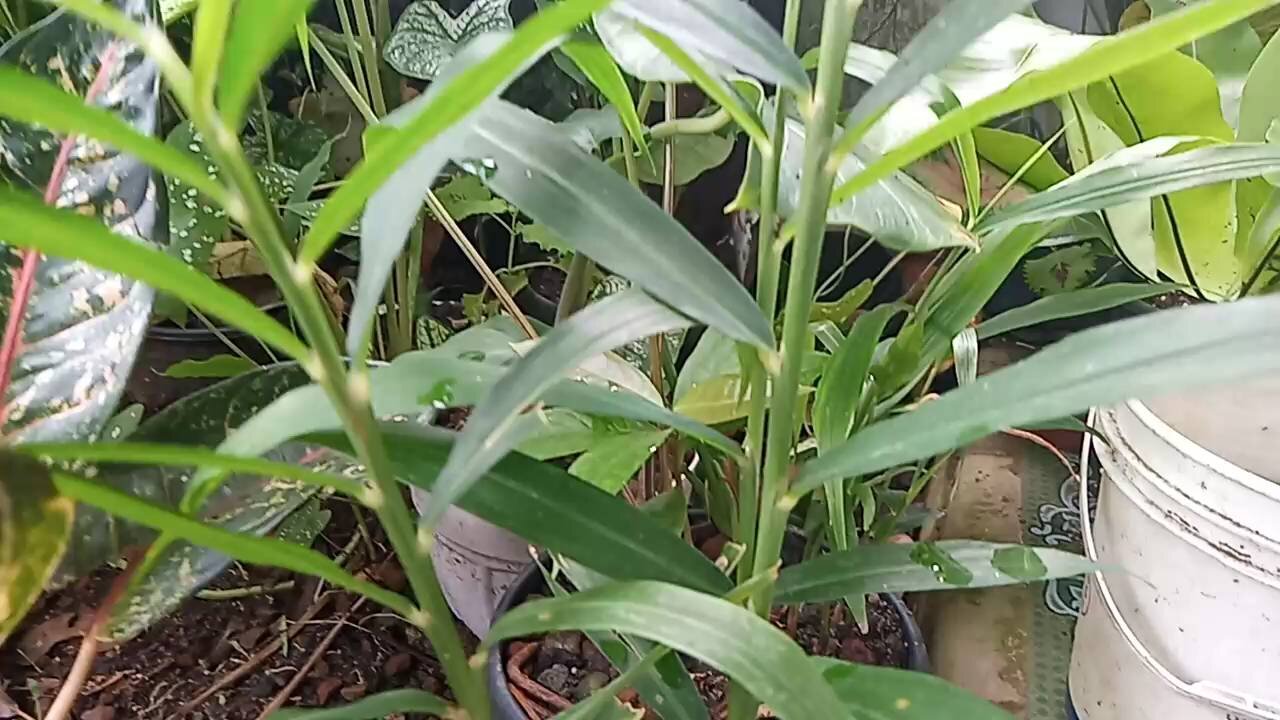 Ginger Tree Planted In Pot