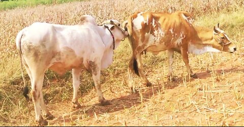 Cow & Ox matting having fun