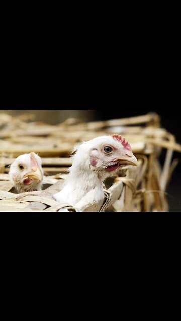 570K chickens to be destroyed in Nebraska fight against bird flu