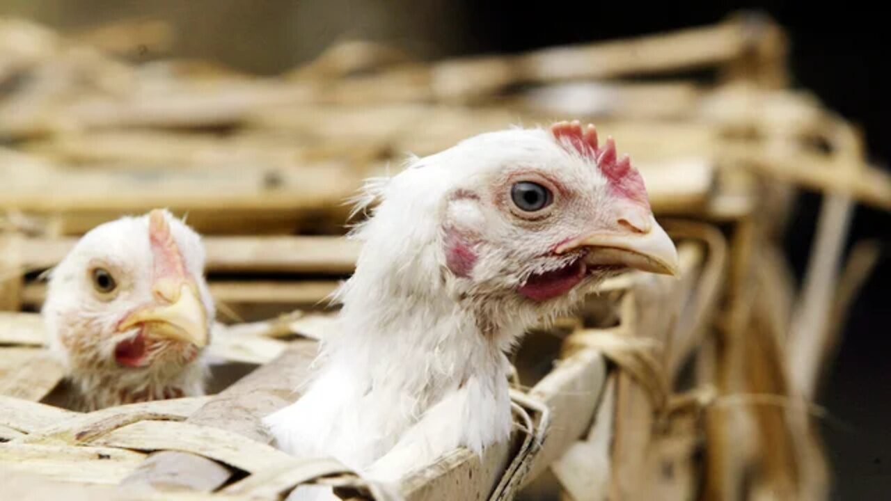 570K chickens to be destroyed in Nebraska fight against bird flu