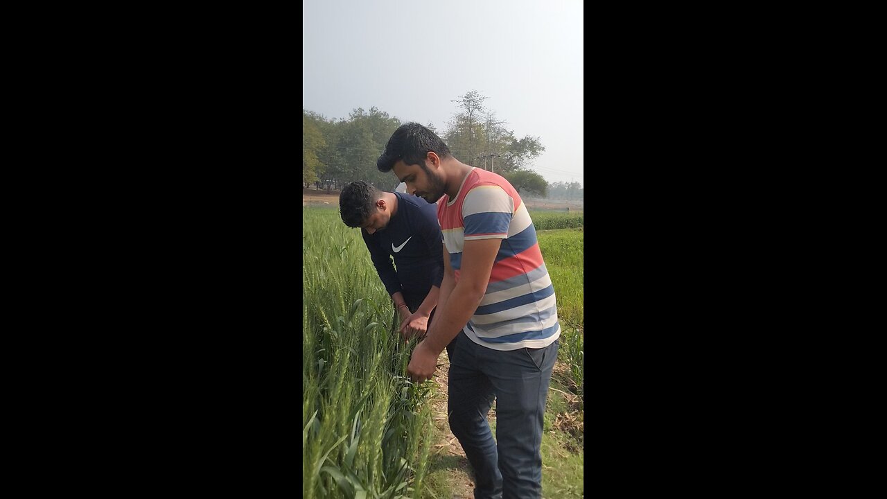 Baba ke khet me ghas mat katna viral video comedy video funny video funny memes