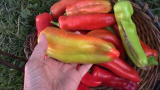 Mid September Garden Update and Tour - Still Harvesting