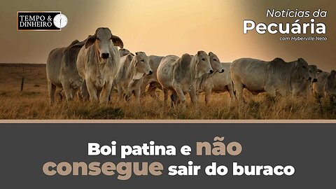 Boi patina e não consegue sair do buraco. Veja o fechamento de hoje e a análise do mercado.