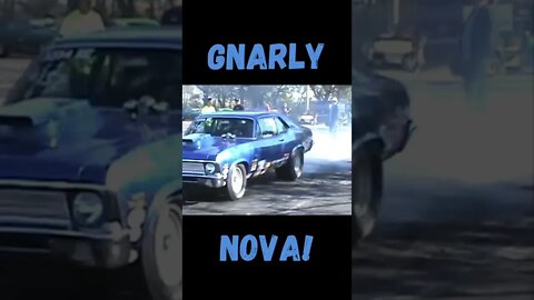 Gnarly Nova! #shorts