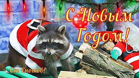 #shorts Смешные Еноты Из Тик Ток 1 Funny Tik Tok Raccoons Юмор