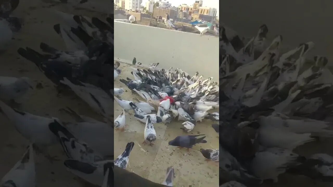 ANIMAIS REUNIDOS 💚🌱