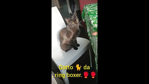 gatto da box..